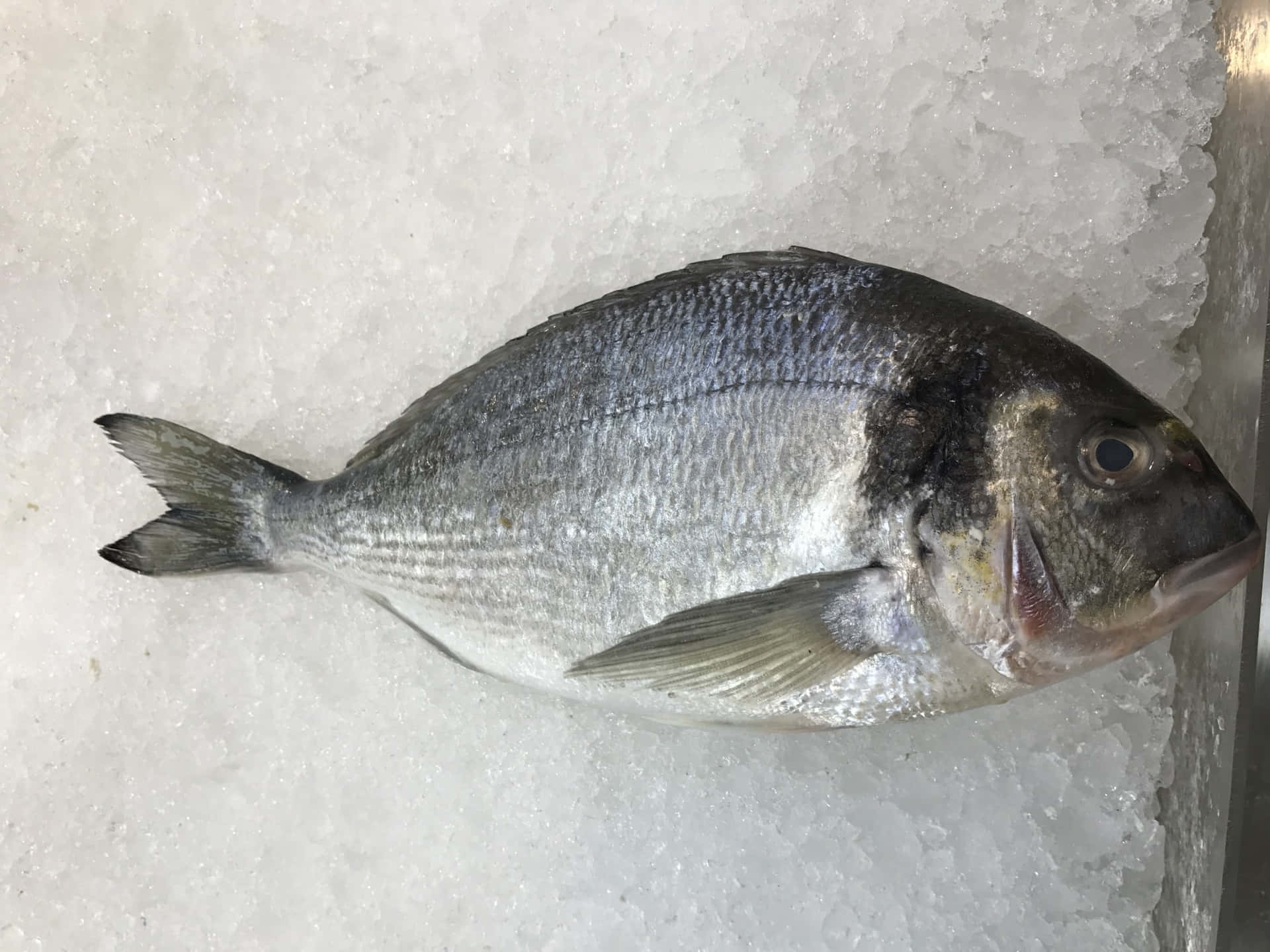  壁紙 — 一條銀色魚身黑色頭部的完整魚，躺在市場陳列櫃的碎冰床上。