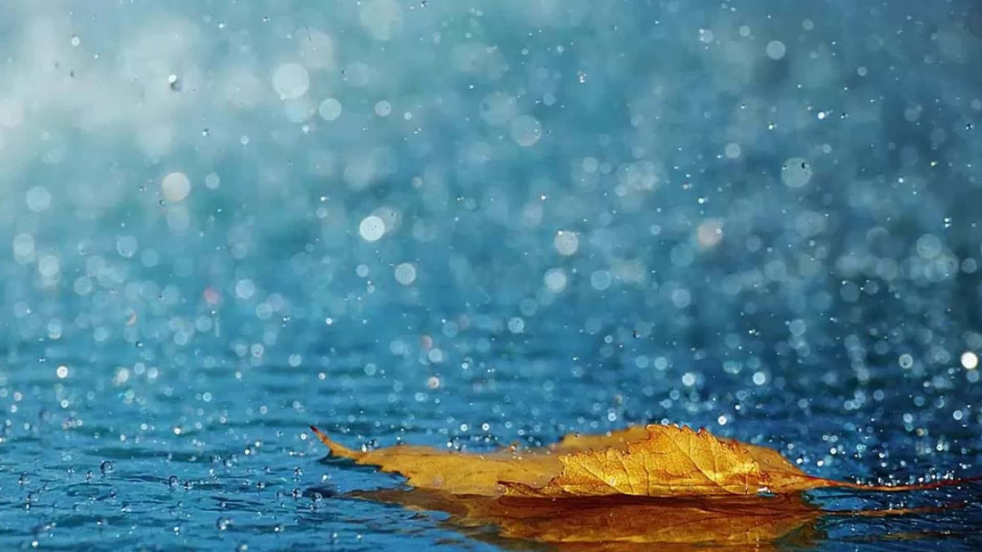 金色秋葉漂浮在藍色水面上，周圍有閃爍的雨滴。