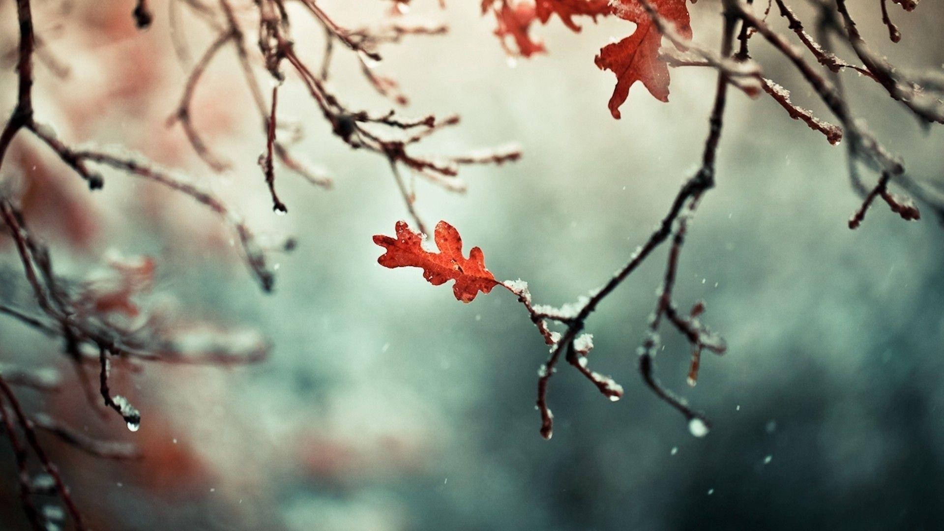 冬天雪枝上的一片紅葉，背景柔和模糊。