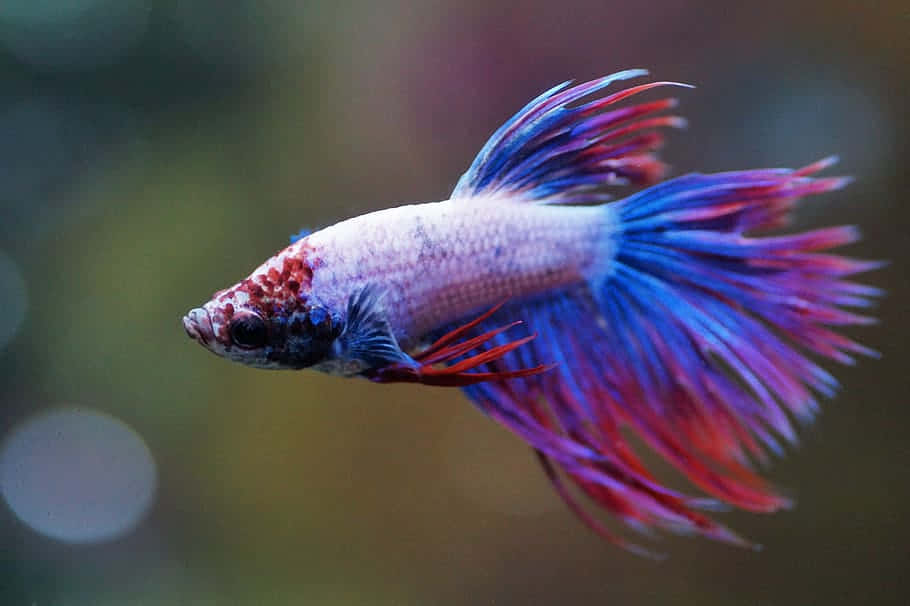  壁紙 — 一條色彩鮮豔的鬥魚，擁有流動的藍色和紅色魚鰭，在柔和模糊的水中優雅滑行。