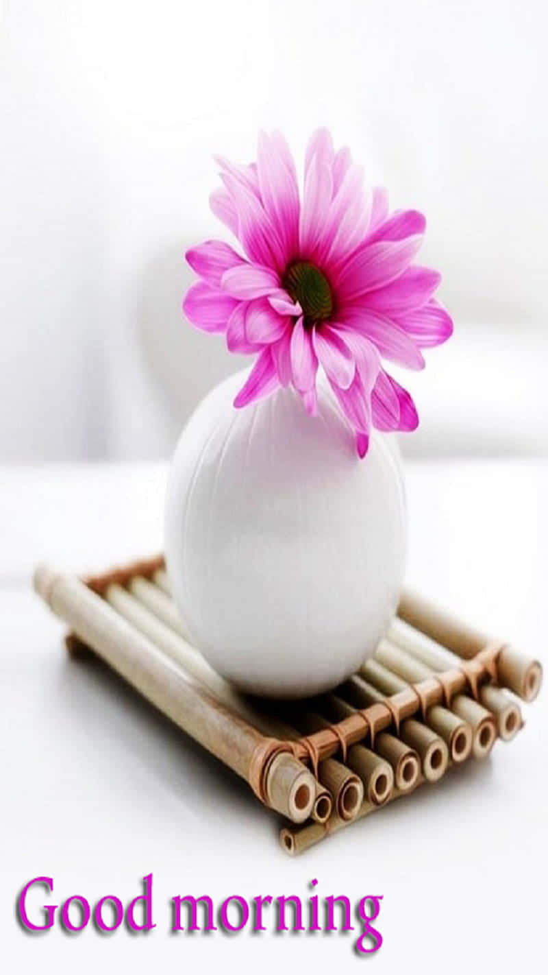  壁紙 — 一朵鮮豔的粉紅色雛菊在一個光滑的白色花瓶裡盛開，花瓶放在編織竹蓆上，背景是明亮的白色。