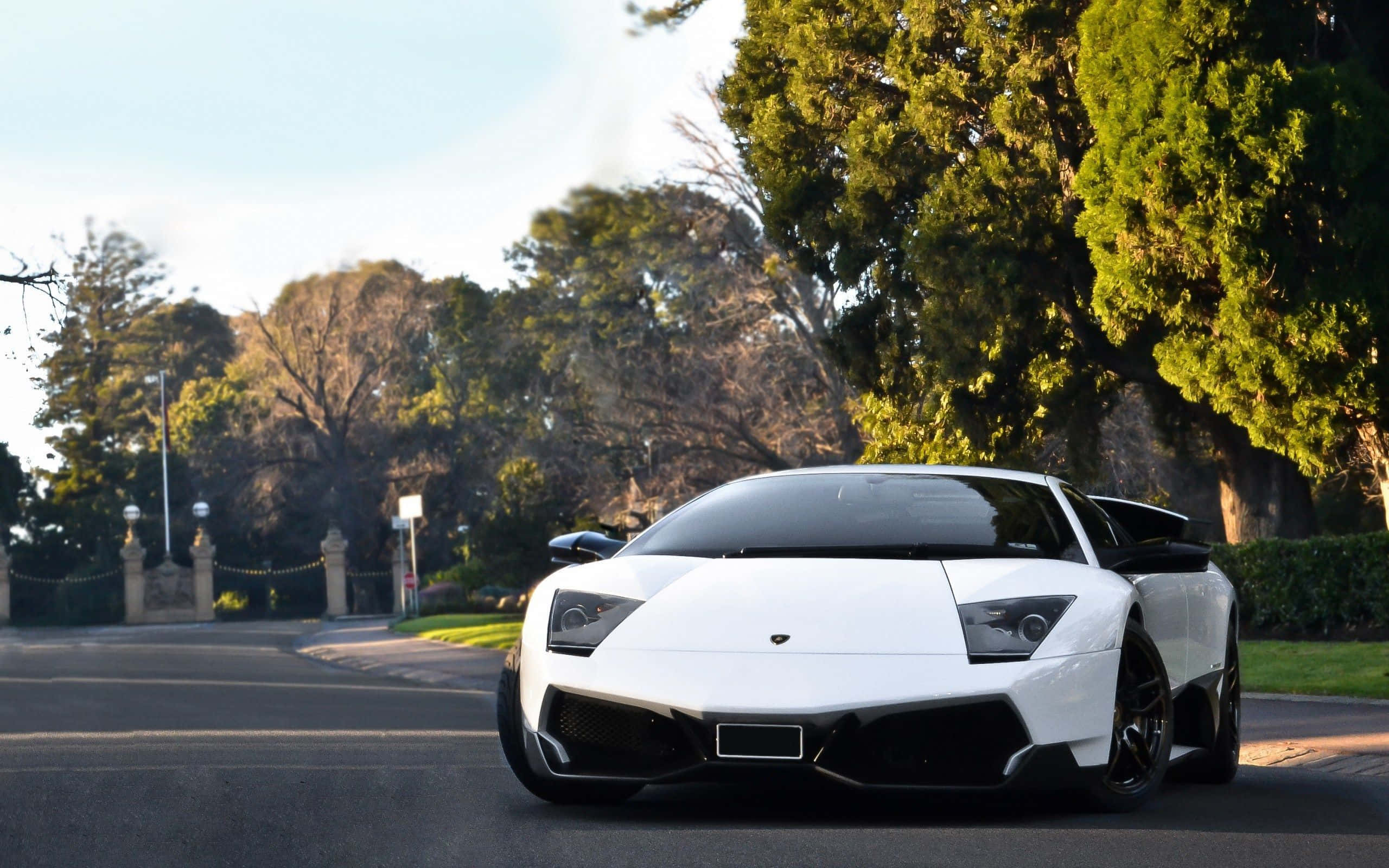 Lamborghini Murciélago 桌布 壁紙 — 一輛完美的白色林寶堅尼 Reventon 停泊在綠樹成蔭的車道上，沐浴在金色的午後陽光中。