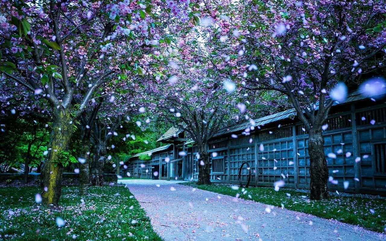 櫻花雪景桌面壁紙 壁紙 — 一條寧靜的小路蜿蜒穿過盛開的櫻花樹冠，花瓣飄落，背景是傳統的木建築。