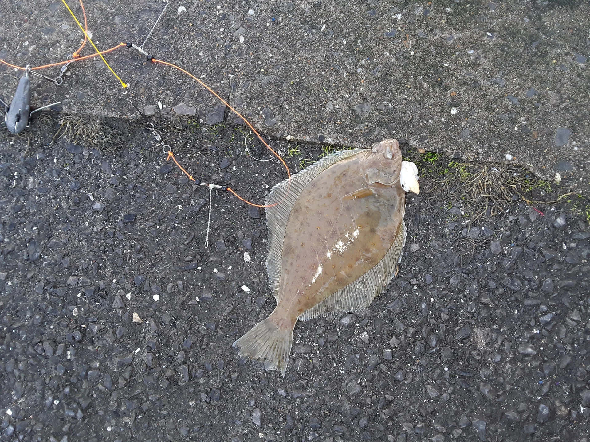  壁紙 — 一條比目魚躺在深色礫石上，旁邊有帶橙色線和假餌的釣魚用具。