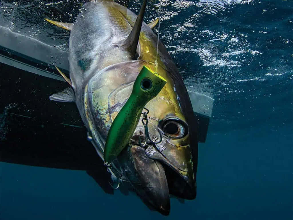  壁紙 — 一條大型吞拿魚在水下被捕捉，嘴邊掛著綠色魚餌，靠近船隻。