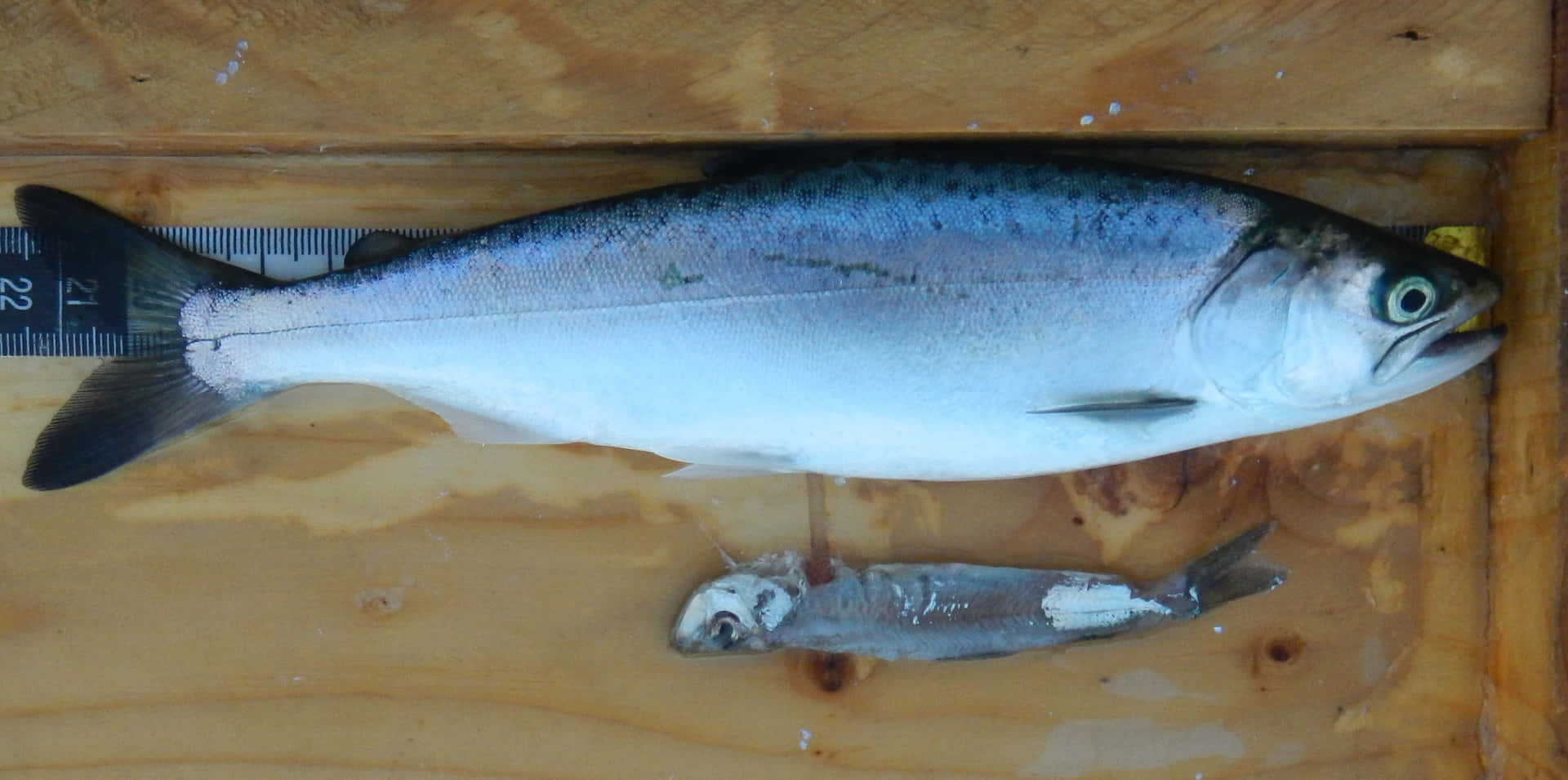  壁紙 — 一條大銀色三文魚和小魚躺在木質表面上，旁邊有捲尺。