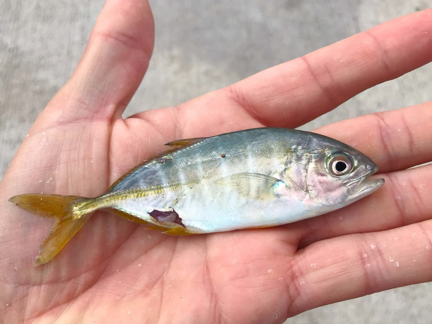  壁紙 — 一條帶有黃色魚鰭的小銀魚，在模糊的混凝土背景前，安放在張開的手掌中。