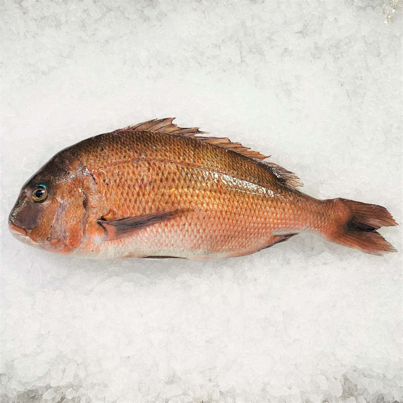  壁紙 — 一條帶有細緻鱗片的完整紅鯛魚躺在碎冰床上，展示其新鮮質感和鮮豔的橙色色調。