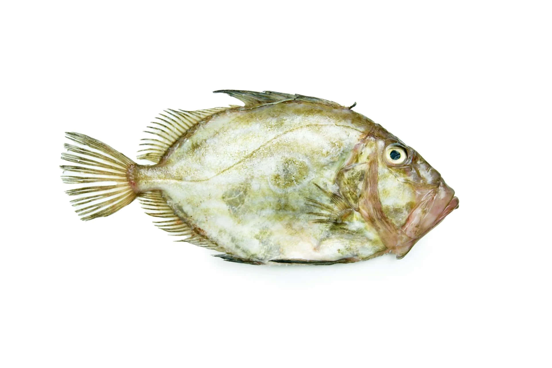  壁紙 — 一條單獨的比目魚，身上有斑駁的綠白色皮膚和尖刺狀的鰭，孤立在純白色背景上。