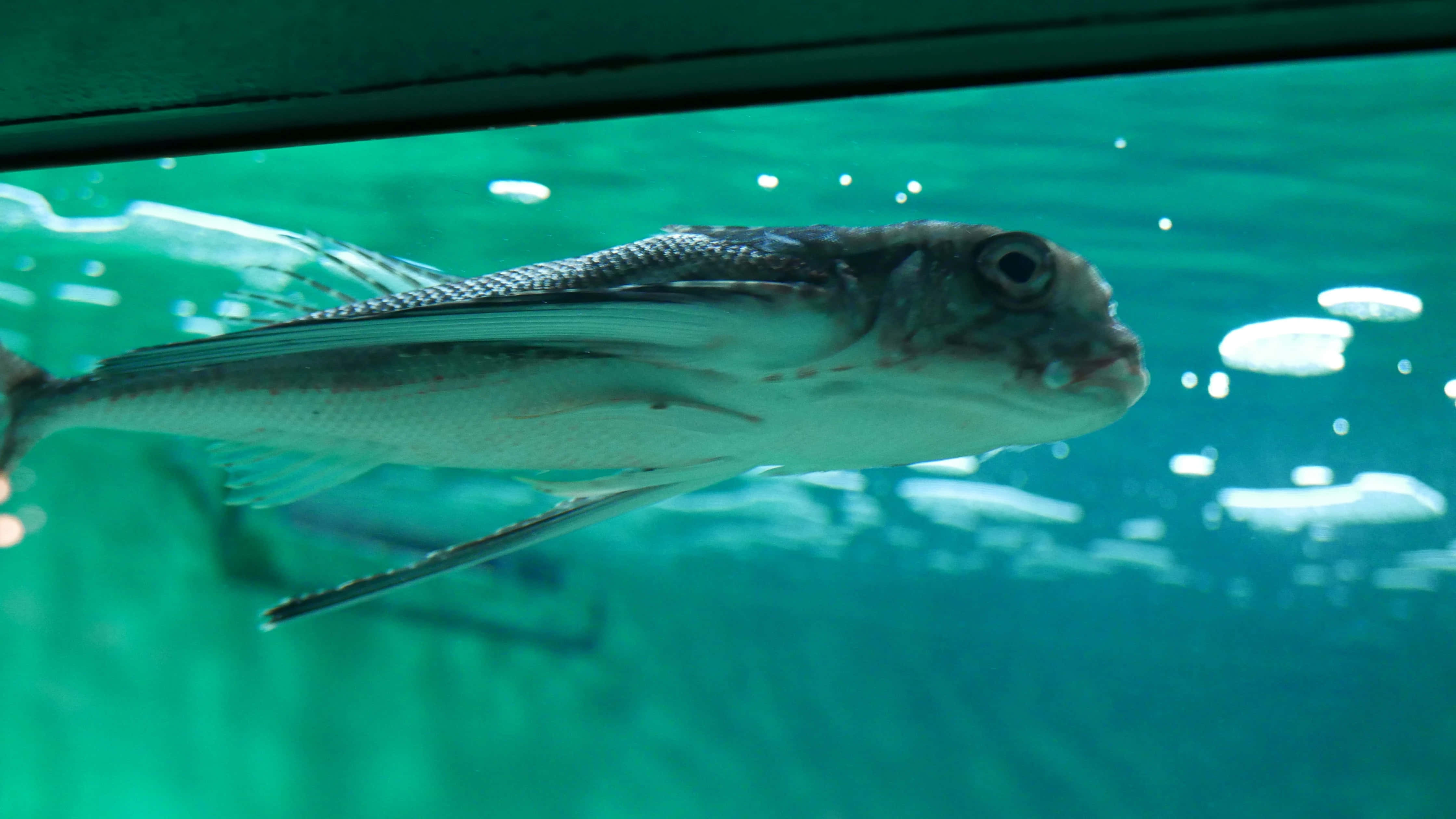 Flying Gurnard 桌布 壁紙 — 一條飛魚優雅地滑過碧綠色的海水，陽光穿過水面照射下來。