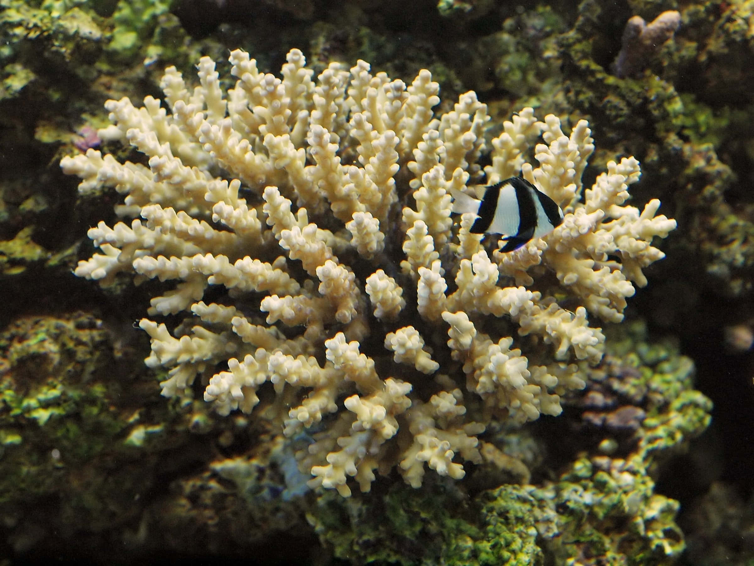 Staghorn Coral 桌布 壁紙 — 一條黑白條紋魚在充滿活力的海底珊瑚礁中游近淡黃色的分枝珊瑚。