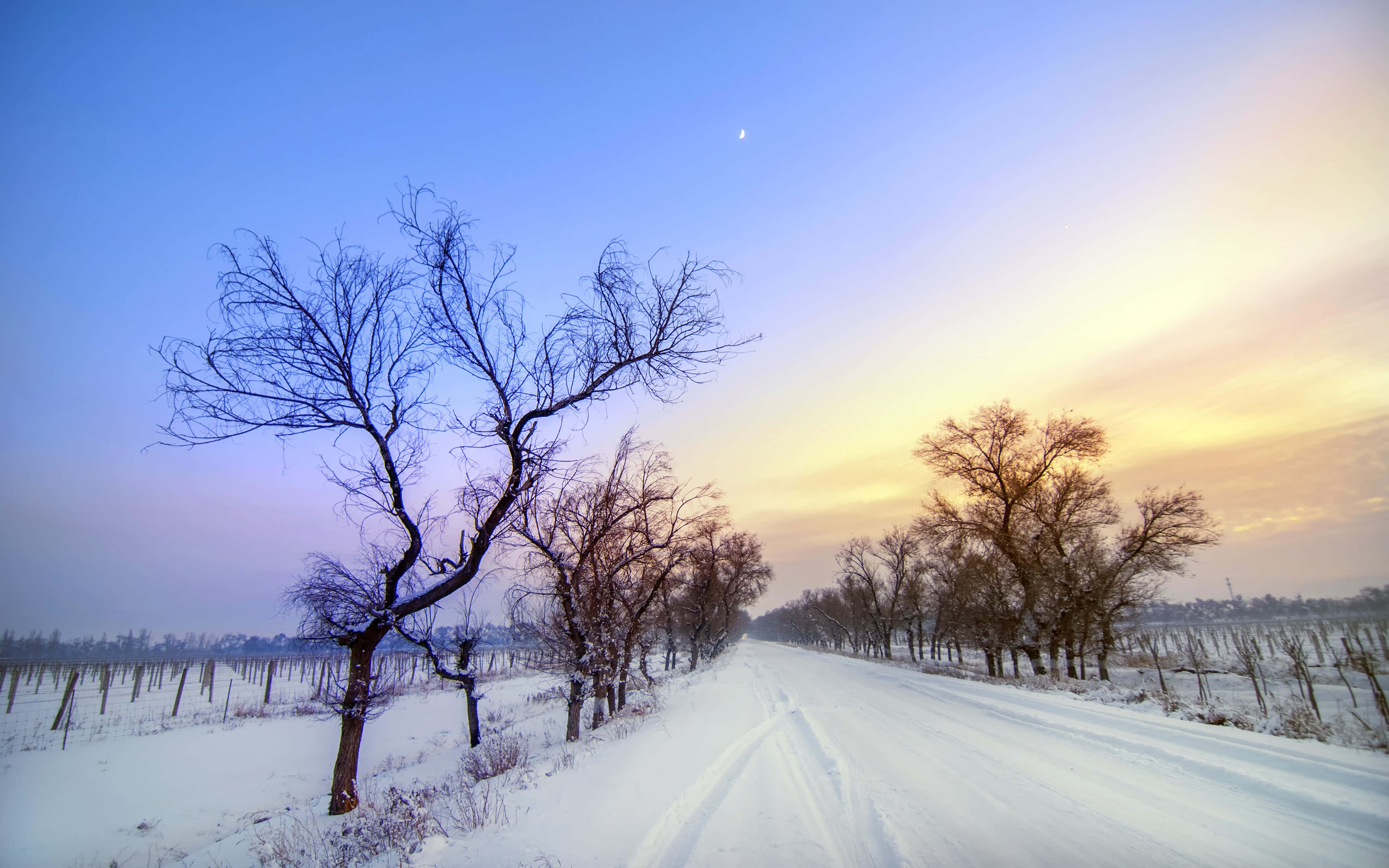 Snowy Road 桌布 壁紙 — 一條積雪的道路蜿蜒穿過冬季葡萄園，日落時分，光禿禿的樹木在漸變的天空中映襯出剪影。