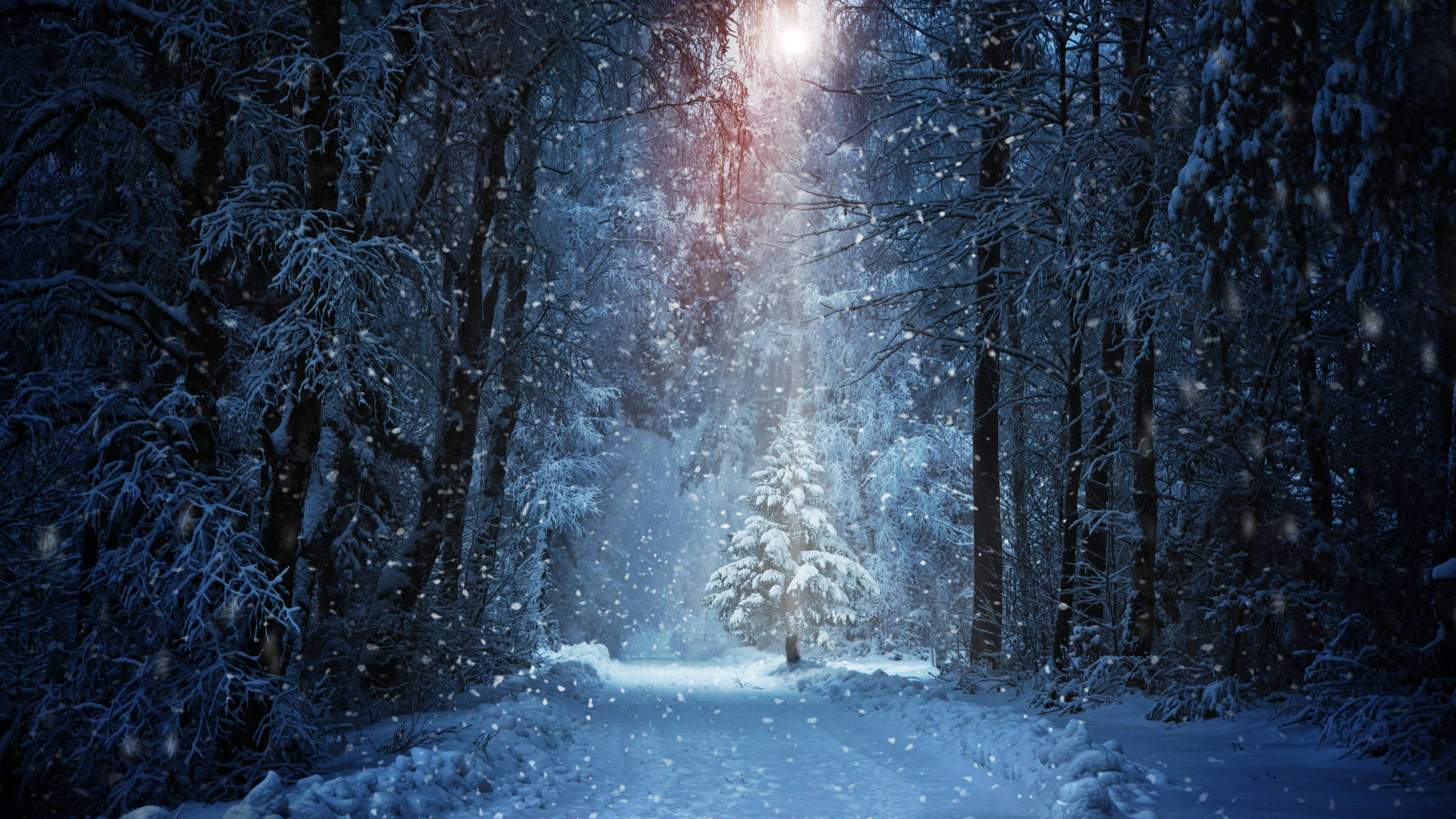 積雪森林小徑中，一棵孤樹被神奇光芒照亮。