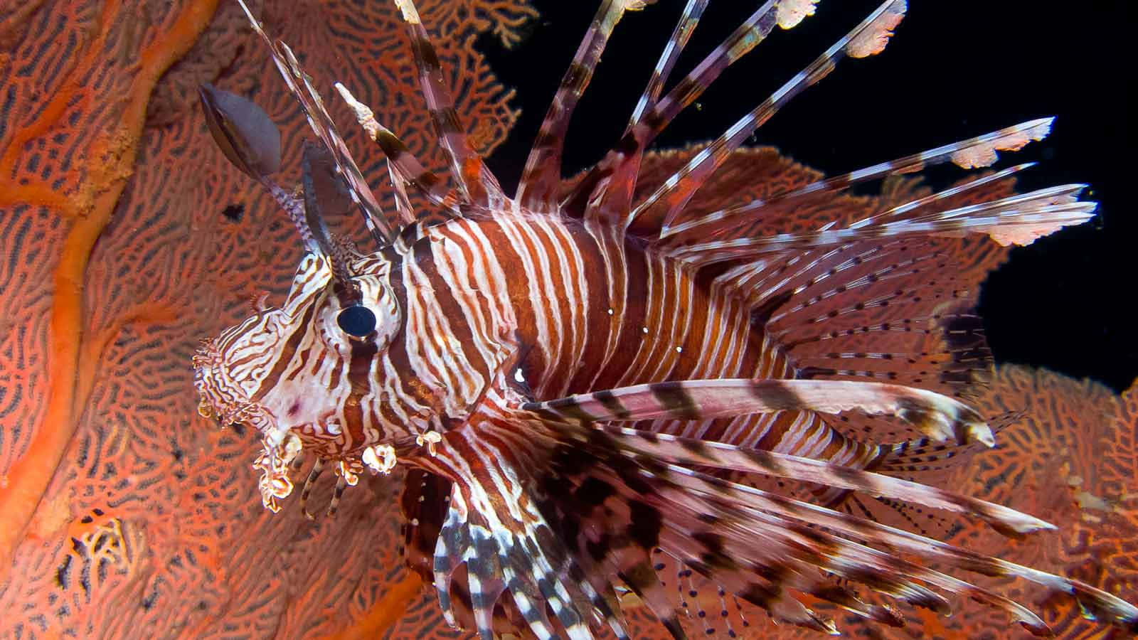 Scorpionfish 桌布 壁紙 — 一條色彩鮮豔、帶有尖刺鰭的條紋獅子魚，在深海水中優雅地游過鮮豔的橙色珊瑚。