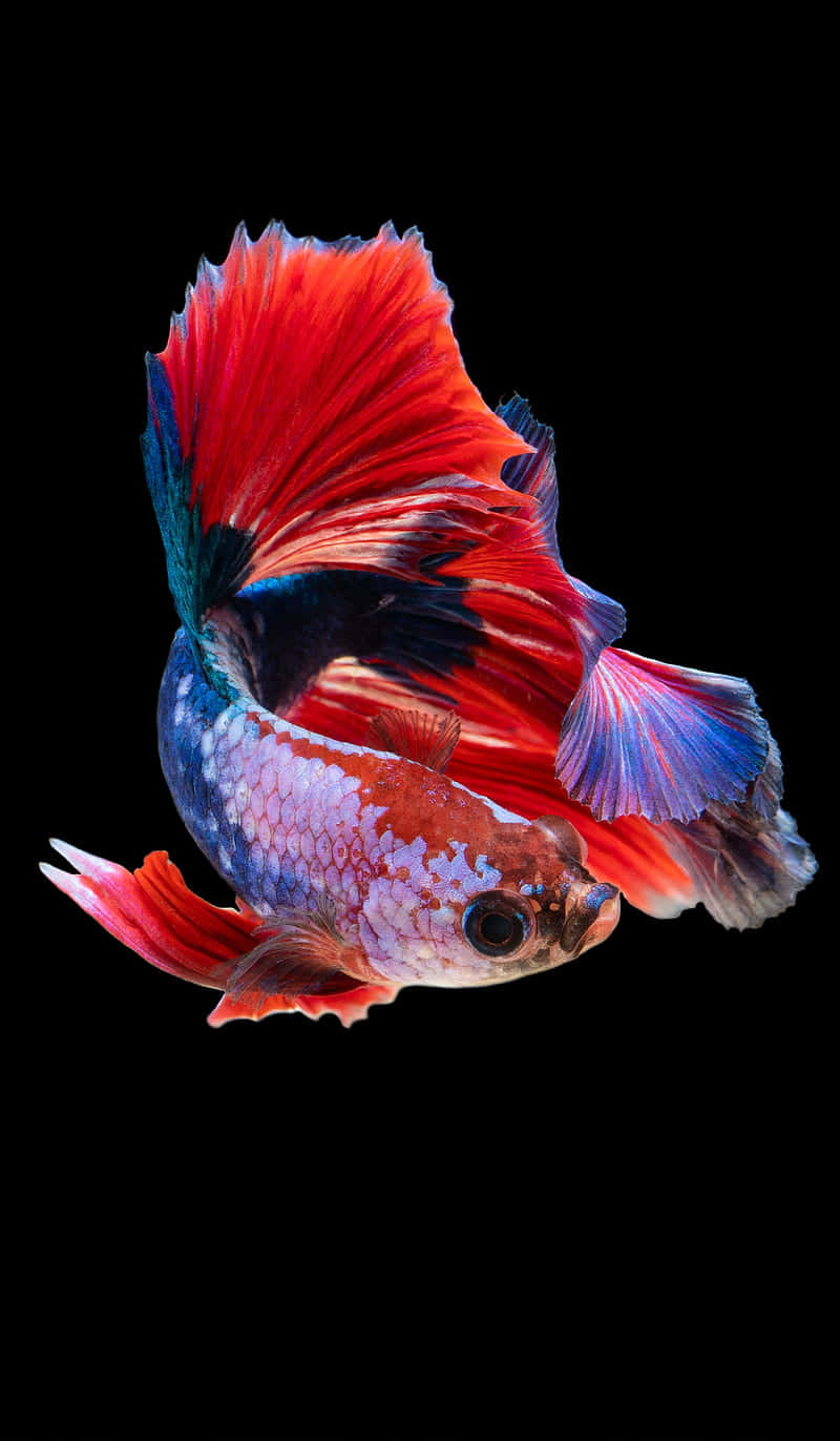  壁紙 — 一條色彩鮮豔的鬥魚，帶有火紅和電光藍的魚鰭，在純黑背景中優雅地滑行。