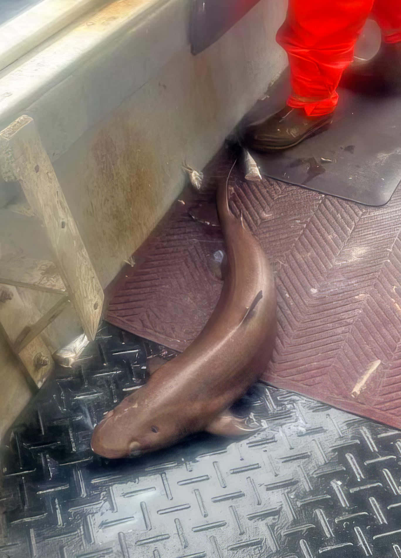  壁紙 — 一條深啡色鯊魚一動不動地躺在濕漉漉的金屬甲板上，旁邊是一個穿着紅色褲子和靴子的人。