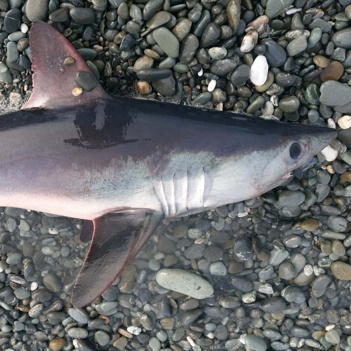 壁紙 — 一條死鯊魚躺在海岸線濕漉漉的灰色鵝卵石上。