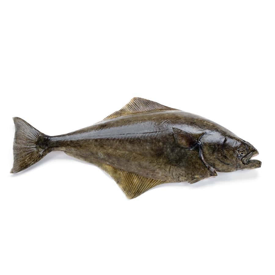  壁紙 — 一條完整的比目魚，帶有斑駁的棕色和綠色鱗片，孤立在純白色背景上。