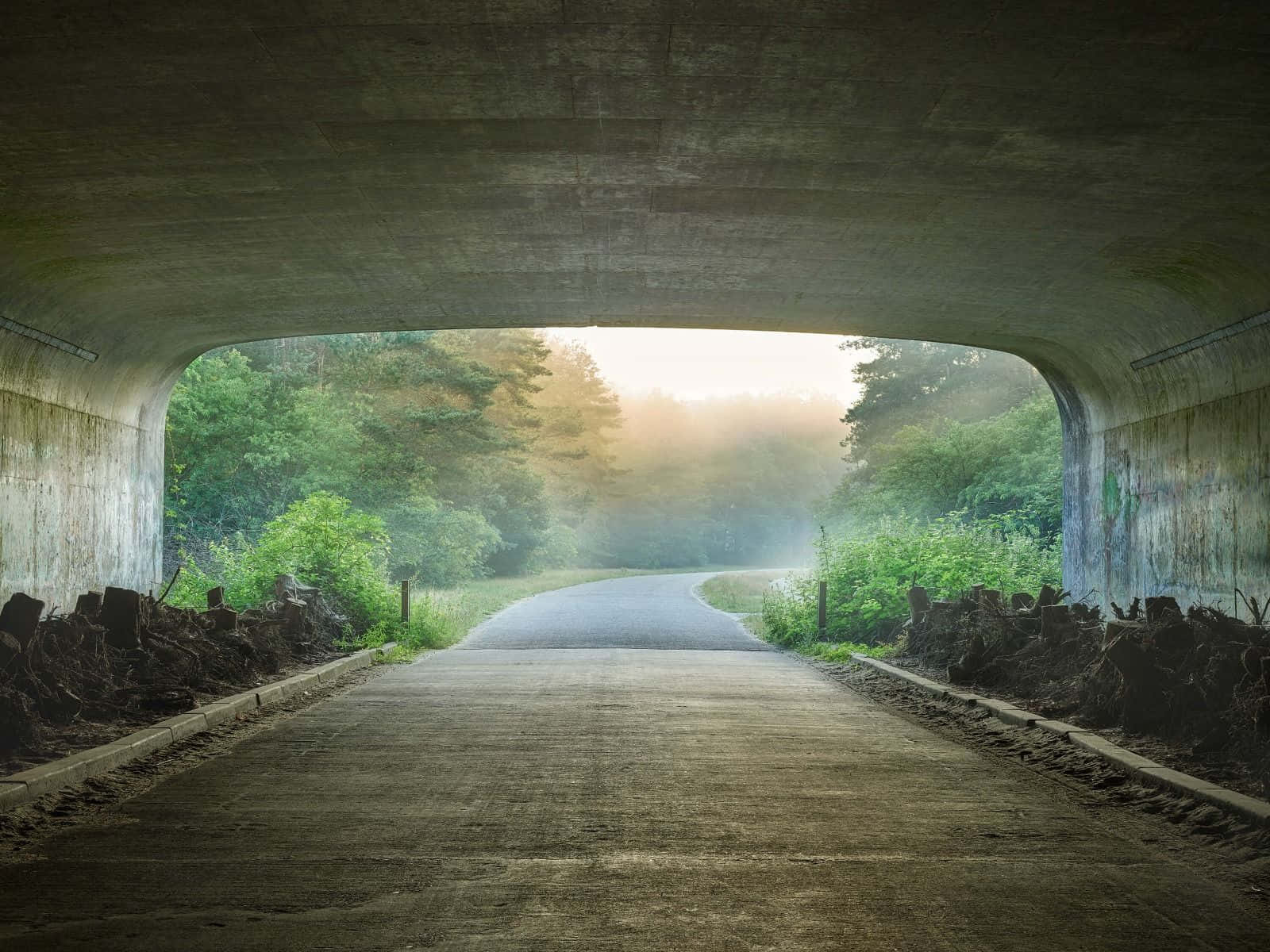  壁紙 — 一條霧氣瀰漫的道路從一座風化的混凝土橋下延伸出來，通往黎明時分陽光照耀的森林。
