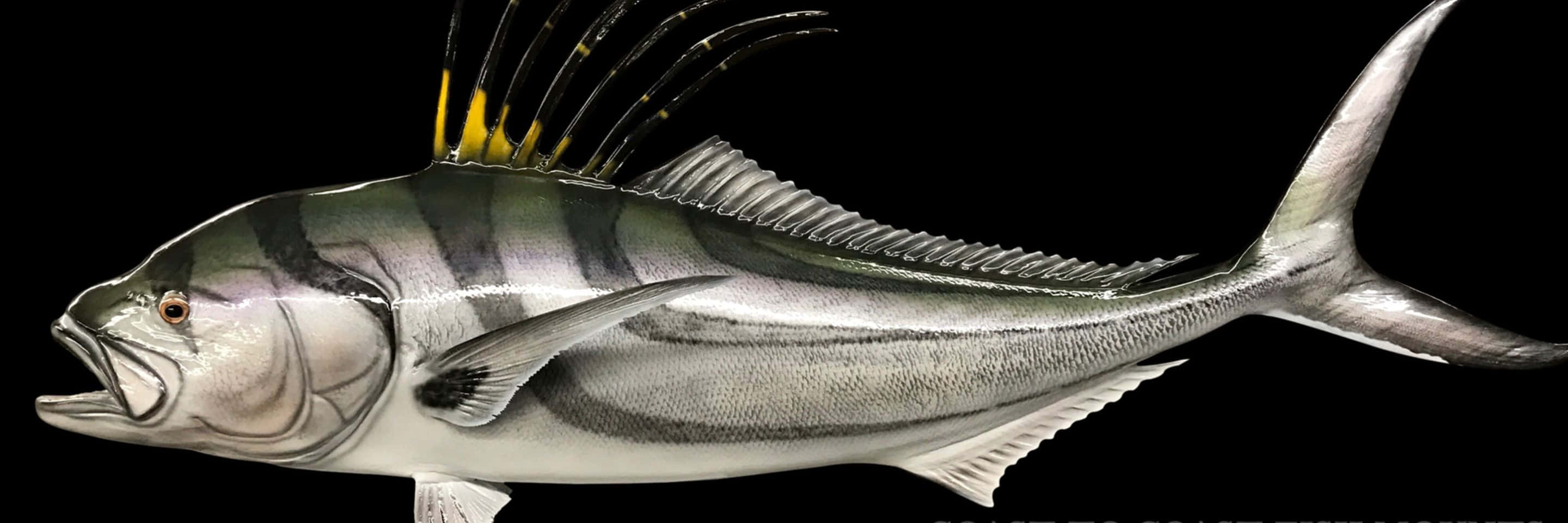 Roosterfish 桌布 壁紙 — 一條銀色梭魚的詳細3D渲染圖，帶有黑色條紋和黃色尖端的背鰭，背景為黑色。