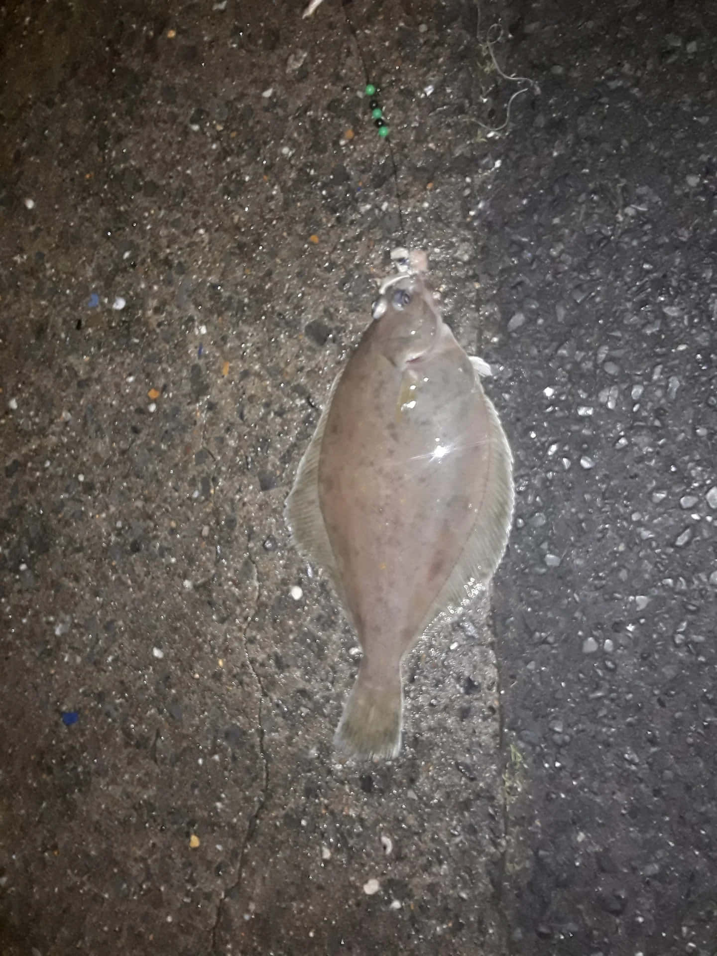  壁紙 — 一條比目魚夜晚躺在裂開的瀝青路上，頭頂有一條魚線和綠色珠子。