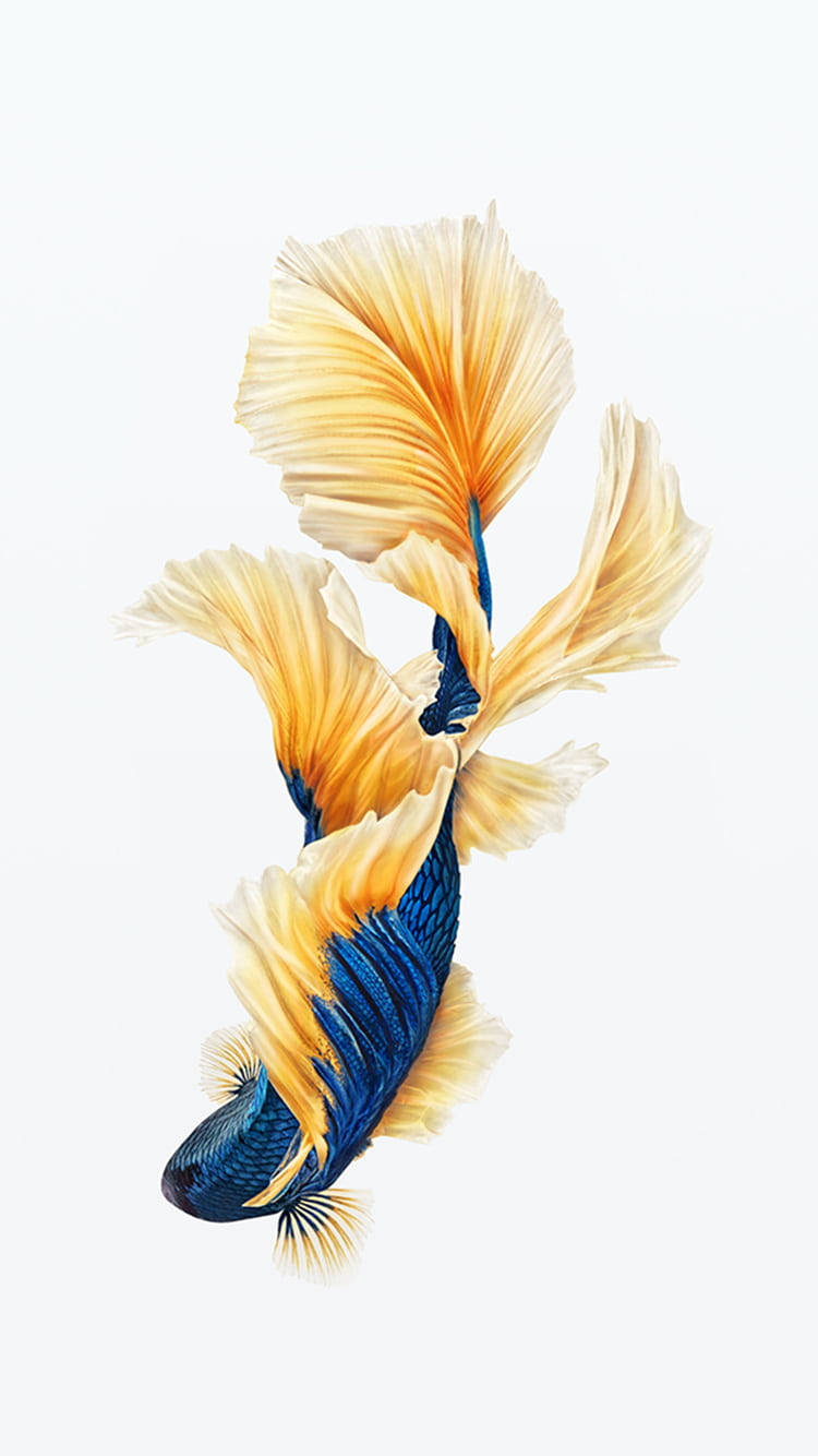 一條藍金色鬥魚，魚鰭飄逸，在白色背景上游動。