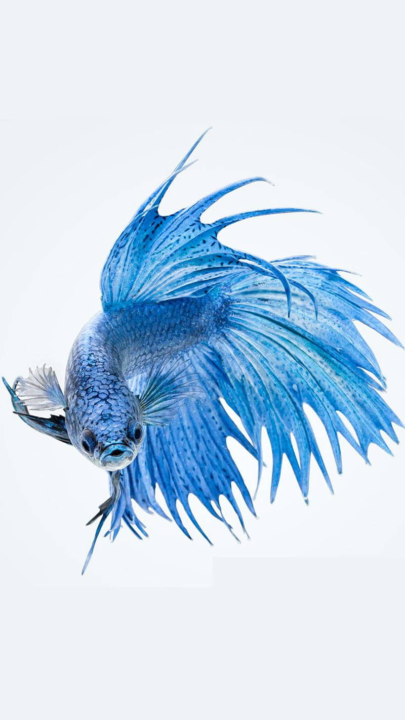 一條擁有流暢魚鰭的藍色鬥魚在水中游動。