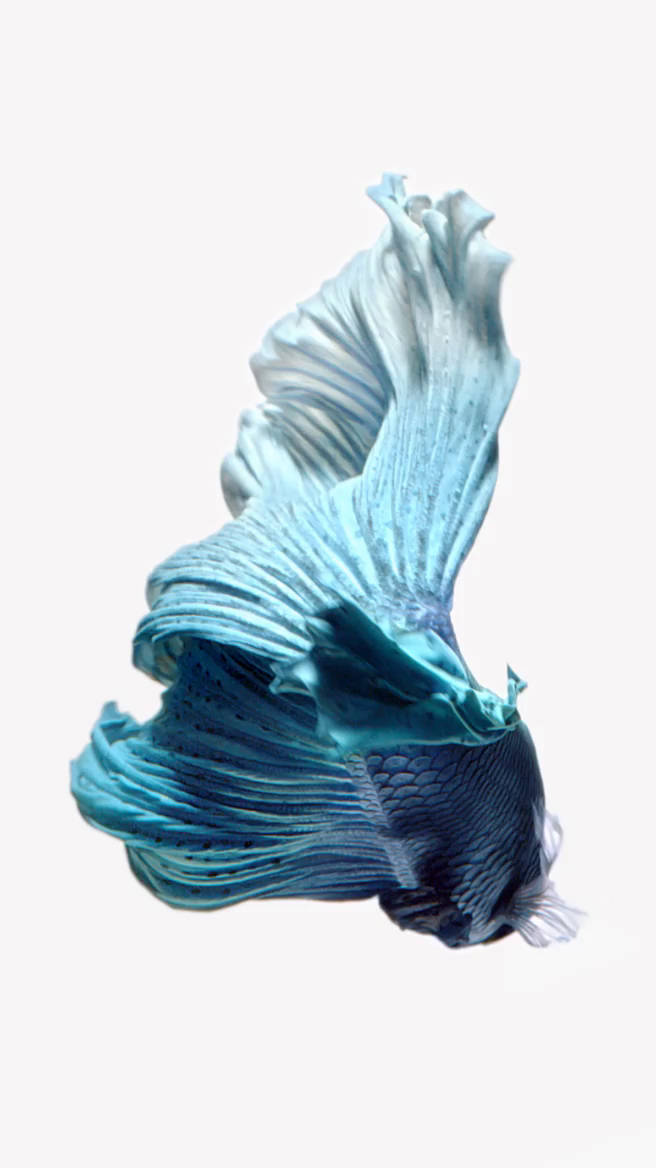一條藍色鬥魚，擁有流動的魚鰭，在水中游動。