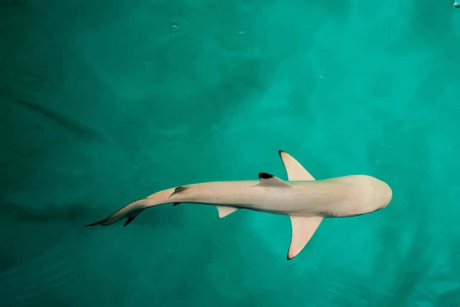  壁紙 — 一條流線型的鯊魚從俯視角度優雅地滑過清澈的碧綠海水。