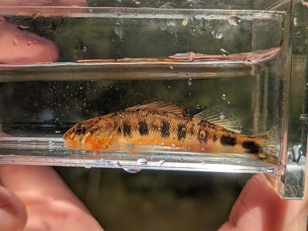  壁紙 — 一條細小橙色和黑色斑點的魚在由人類雙手握住的透明塑膠容器中平靜地游動。