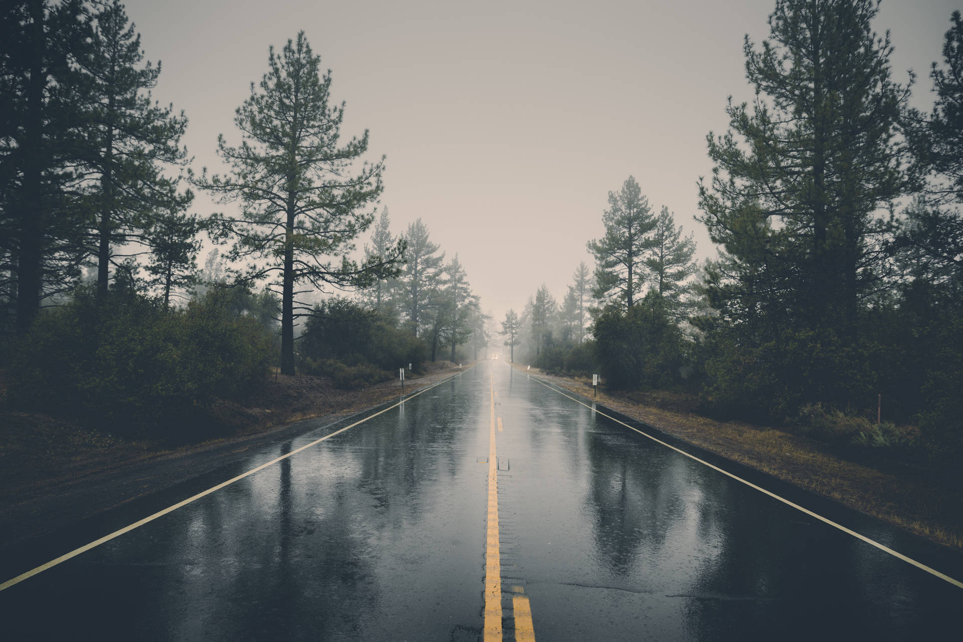一條霧氣瀰漫的林間道路，濕漉漉的路面兩旁是高聳的松樹。