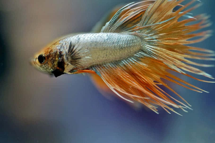  壁紙 — 一條色彩鮮豔的鬥魚，擁有流動的橙色和銀色魚鰭，在柔和模糊的藍色背景中優雅地游動。