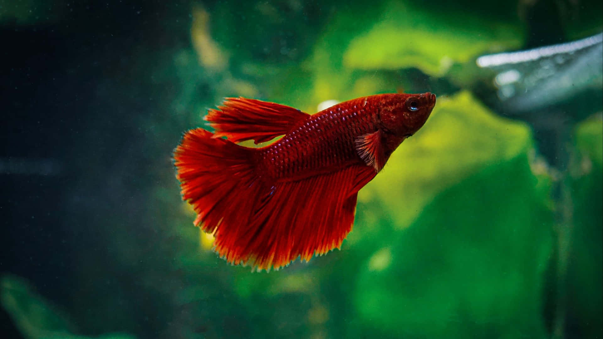  壁紙 — 一條鮮紅色的鬥魚擺動著流暢的魚鰭，在綠色調的水族箱中優雅地游動。