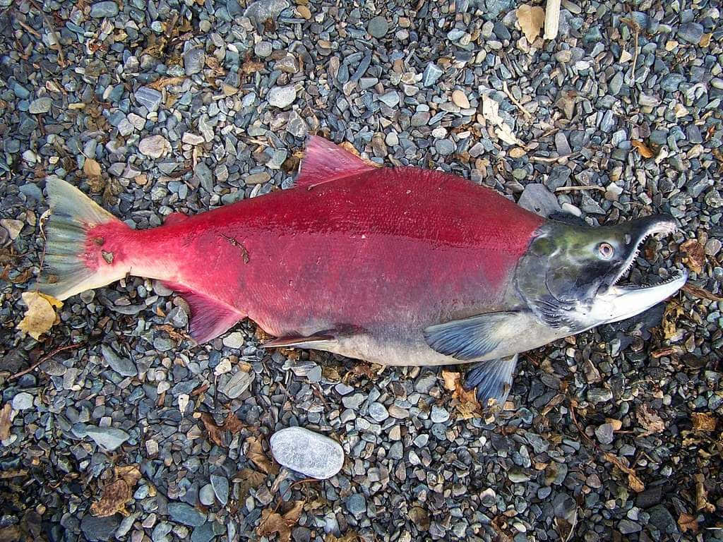  壁紙 — 一條鮮紅色的三文魚躺在灰色鵝卵石和落葉上，張開嘴巴。