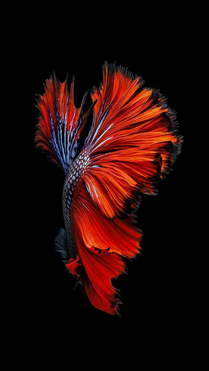  壁紙 — 一條鮮艷的紅藍鬥魚，帶有流動的魚鰭，在純黑色背景上發光。