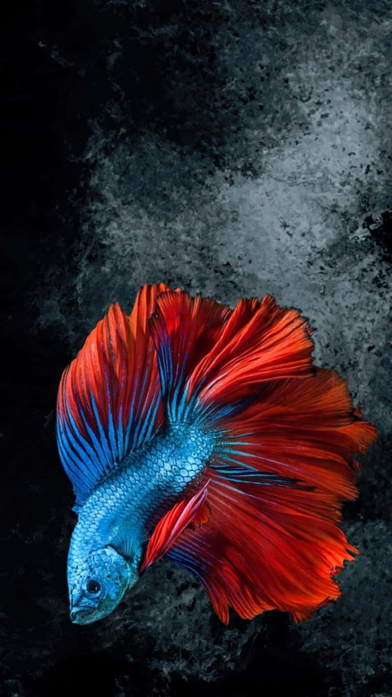  壁紙 — 一條鮮豔的藍紅鬥魚，擺動著流暢的魚鰭，在深色紋理背景中游動。