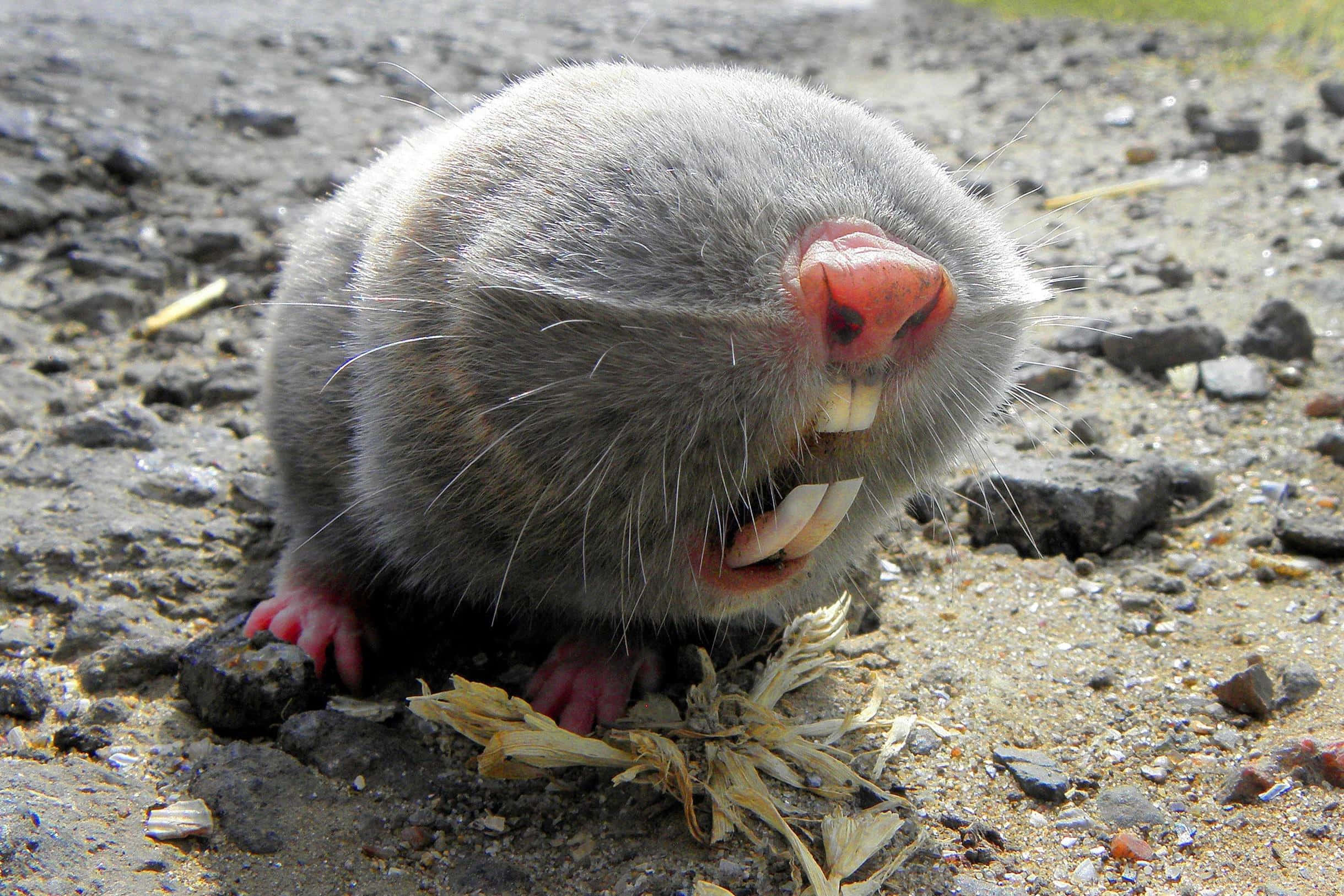 Mole 桌布 壁紙 — 一張近距離照片，一隻灰色小鼴鼠，粉紅色鼻子和爪子，從泥土中冒出，張開嘴巴露出牙齒。
