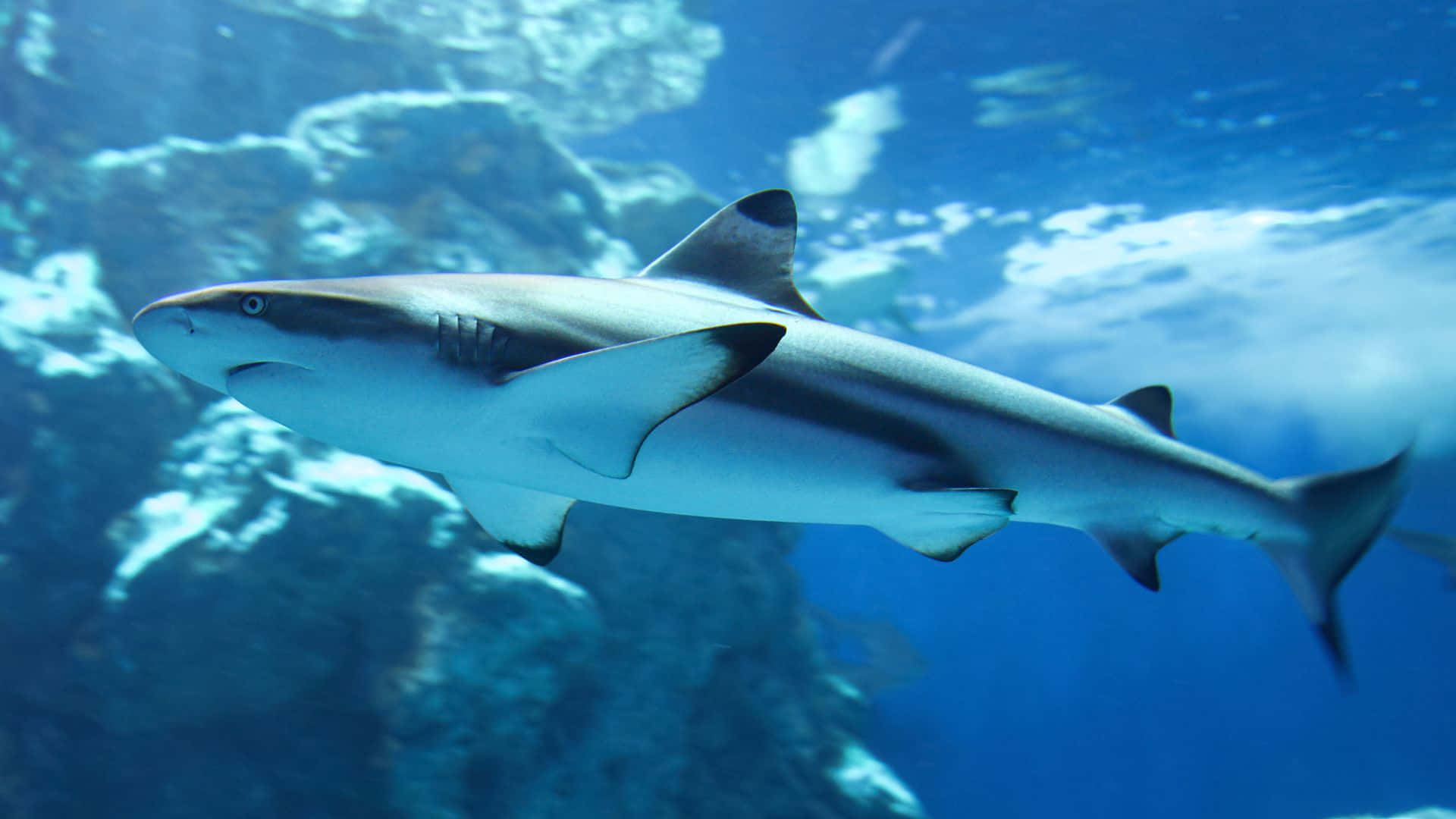  壁紙 — 一條光滑的黑鰭礁鯊優雅地滑過清澈的藍色海水，經過岩石珊瑚群。