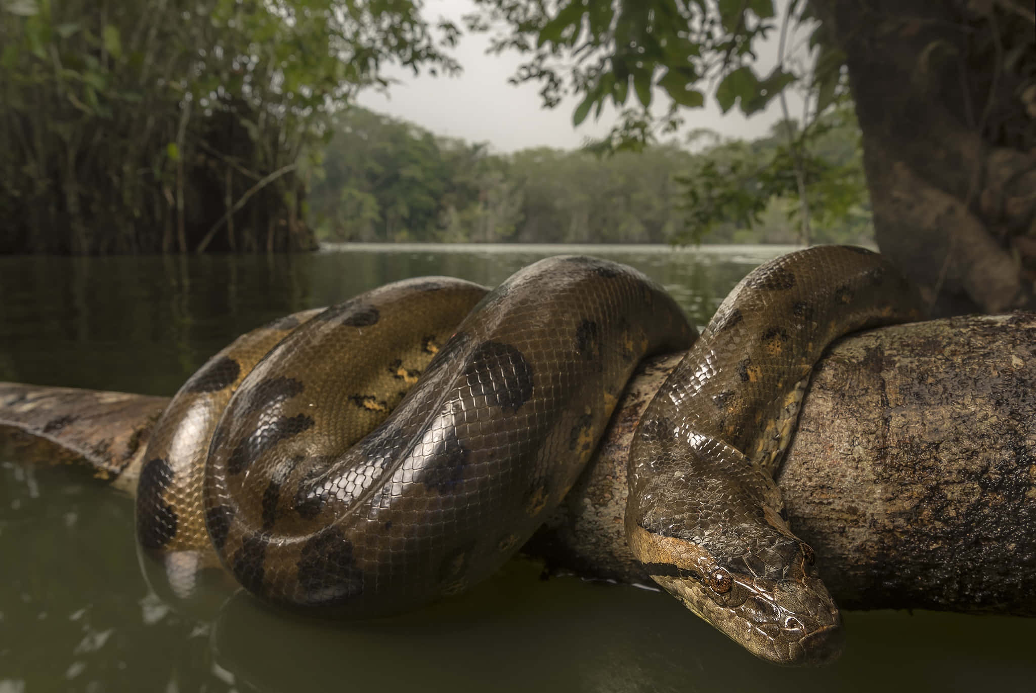 Anaconda 桌布 壁紙 — 一條巨大的水蟒在茂密雨林的水邊，優雅地纏繞在長滿苔蘚的木頭上。