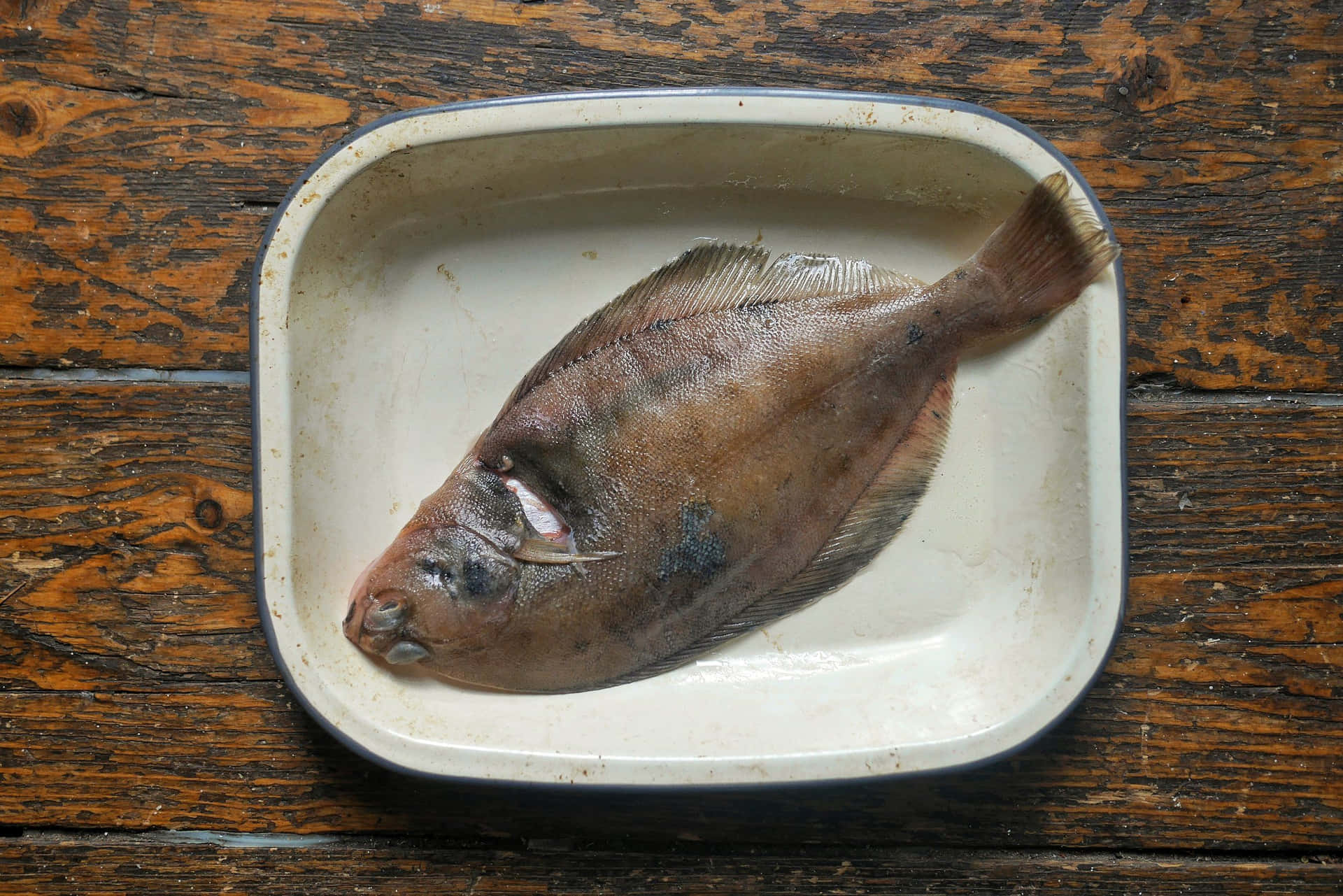  壁紙 — 一條比目魚放在一個有缺口的琺瑯碟上，碟子擱在經風化的木質表面。
