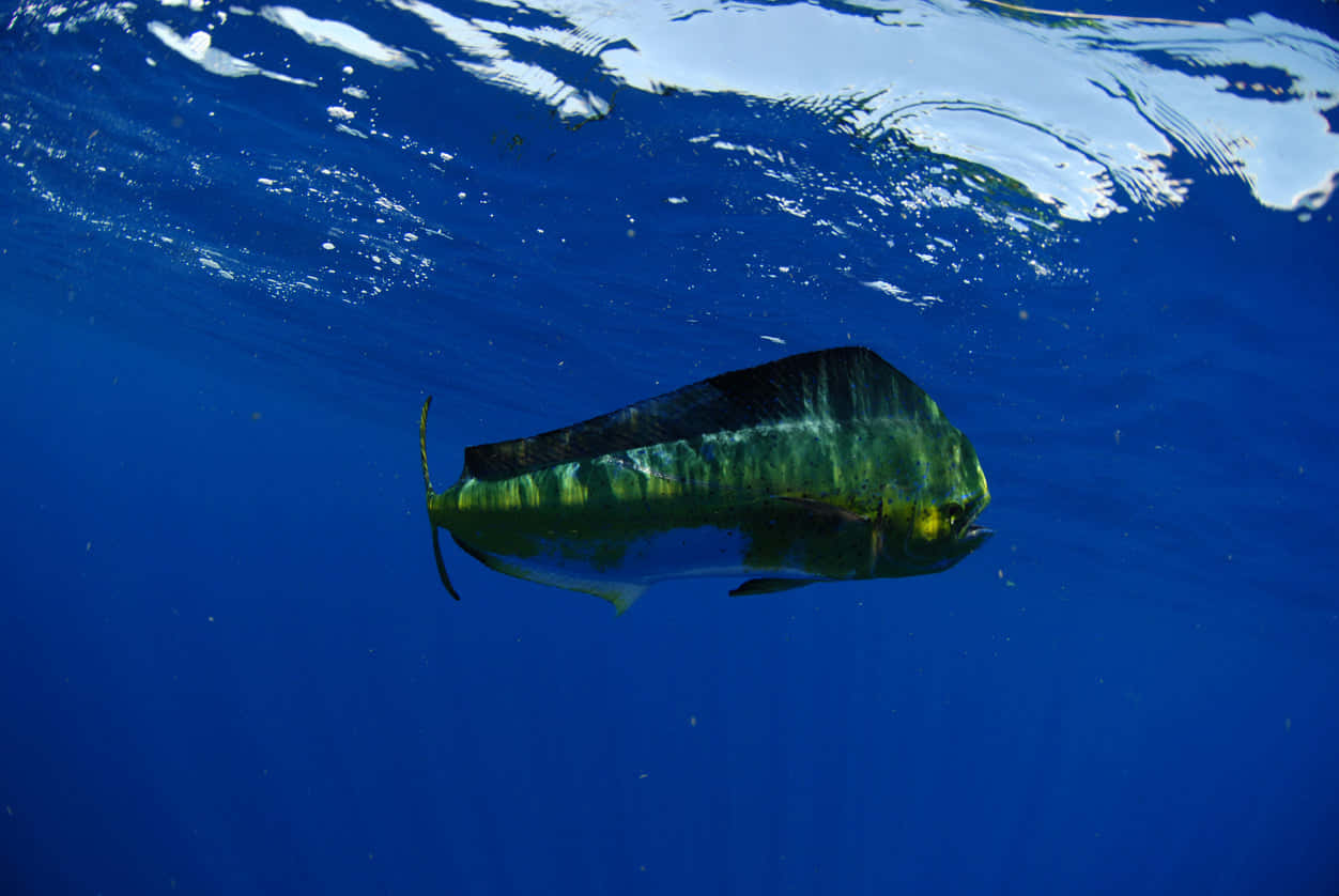  壁紙 — 一條雄偉的鬼頭刀魚在陽光照射下的湛藍海水中優雅滑行。