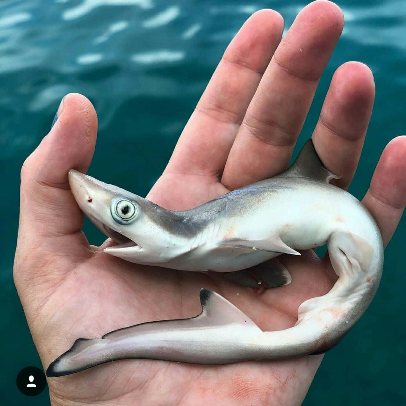  壁紙 — 一條小鯊魚輕輕地躺在張開的人類手掌中，背景是深藍綠色的海水。