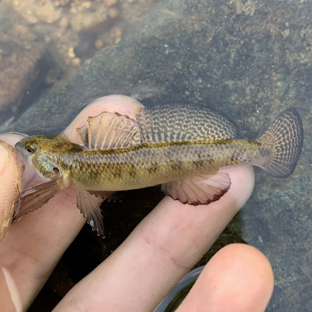  壁紙 — 一條有斑點的小魚，帶有半透明的鰭，輕輕地躺在一個人的手指上，手指在清澈的水面上，下面是深色的岩石。