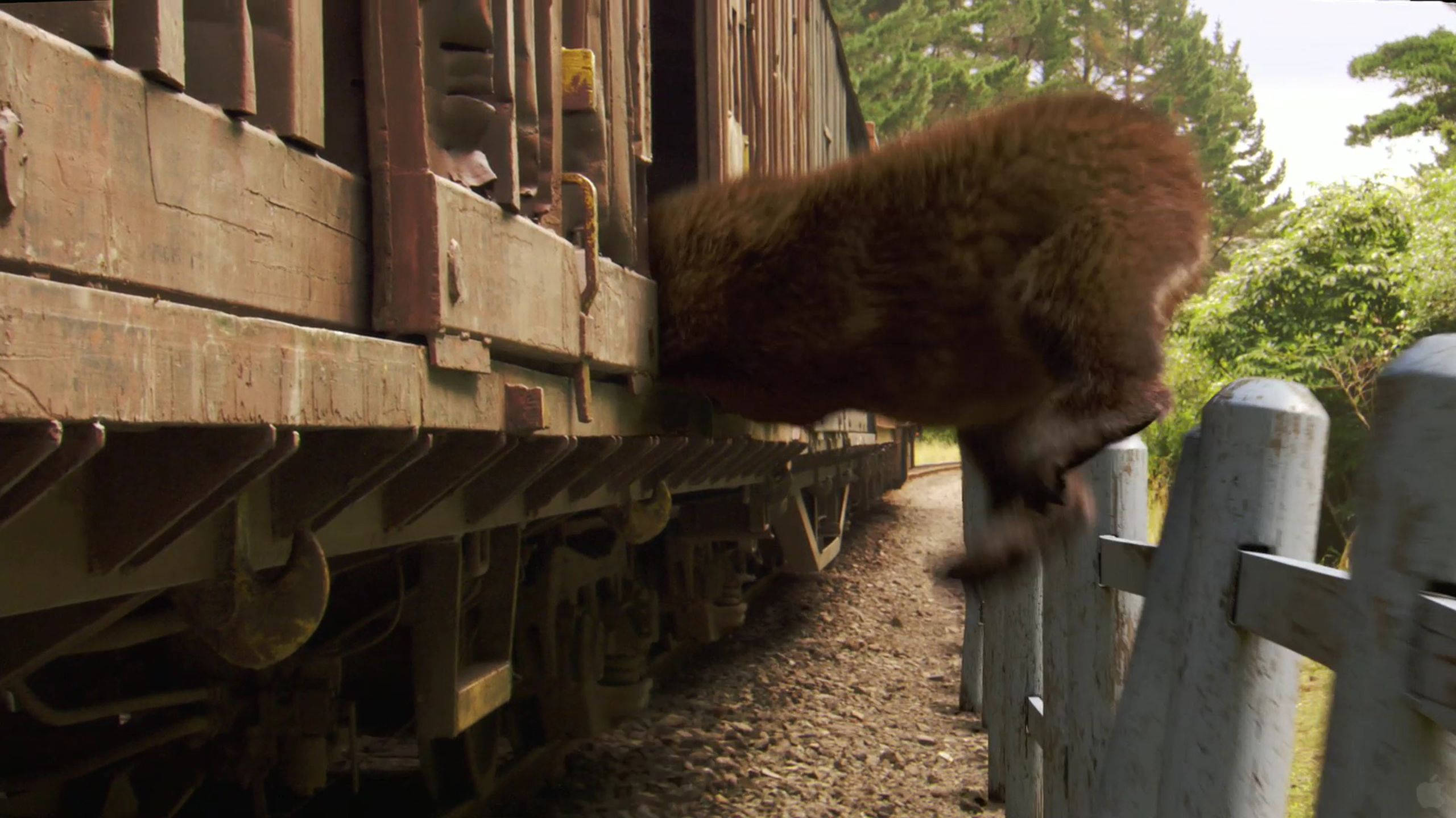 Yogi Bear 跟著火車 壁紙 — 一頭棕熊從生鏽的火車車廂跳上森林軌道旁風化的圍欄。