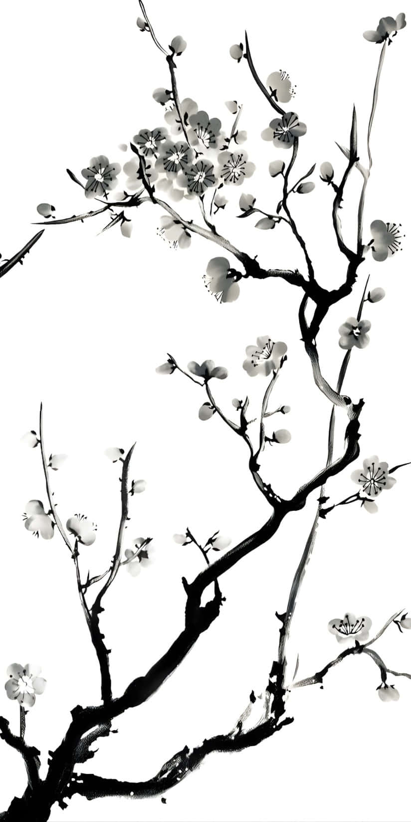  壁紙 — 優雅的水墨畫，描繪在潔白背景上，梅花在盤曲的枝幹上盛開。