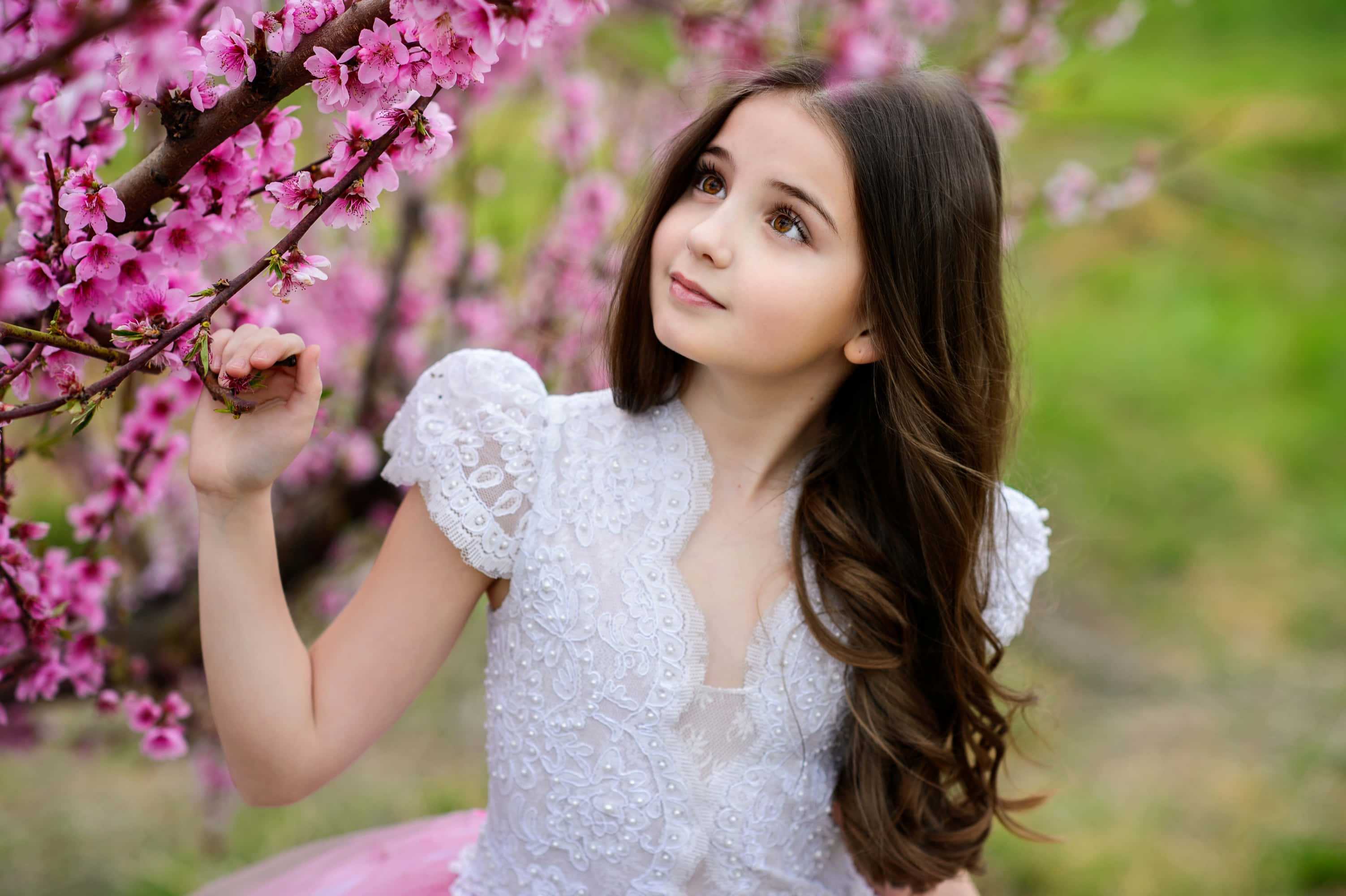 Little Girl 桌布 壁紙 — 一位身穿白色蕾絲裙的年輕女孩在陽光明媚的花園中，輕輕觸摸樹枝上的粉紅櫻花，同時抬頭仰望。