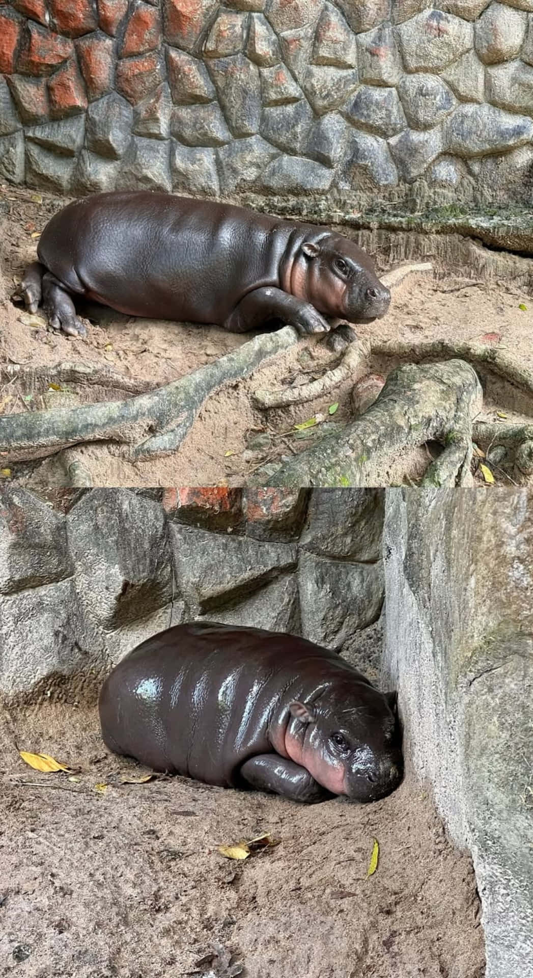  壁紙 — 一隻年輕河馬喺沙地上面，喺彎曲嘅樹根旁邊，以有紋理嘅石牆為背景，平靜咁休息緊。