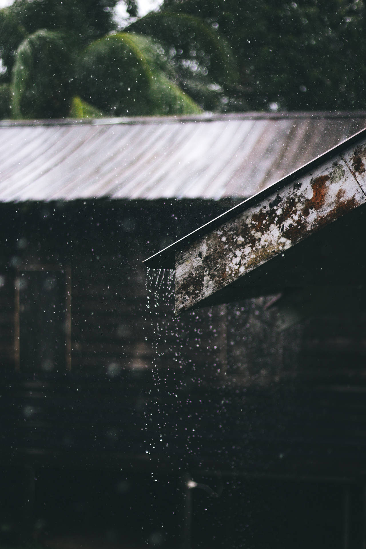 雨水從生鏽的金屬屋頂落下，背景有綠樹。