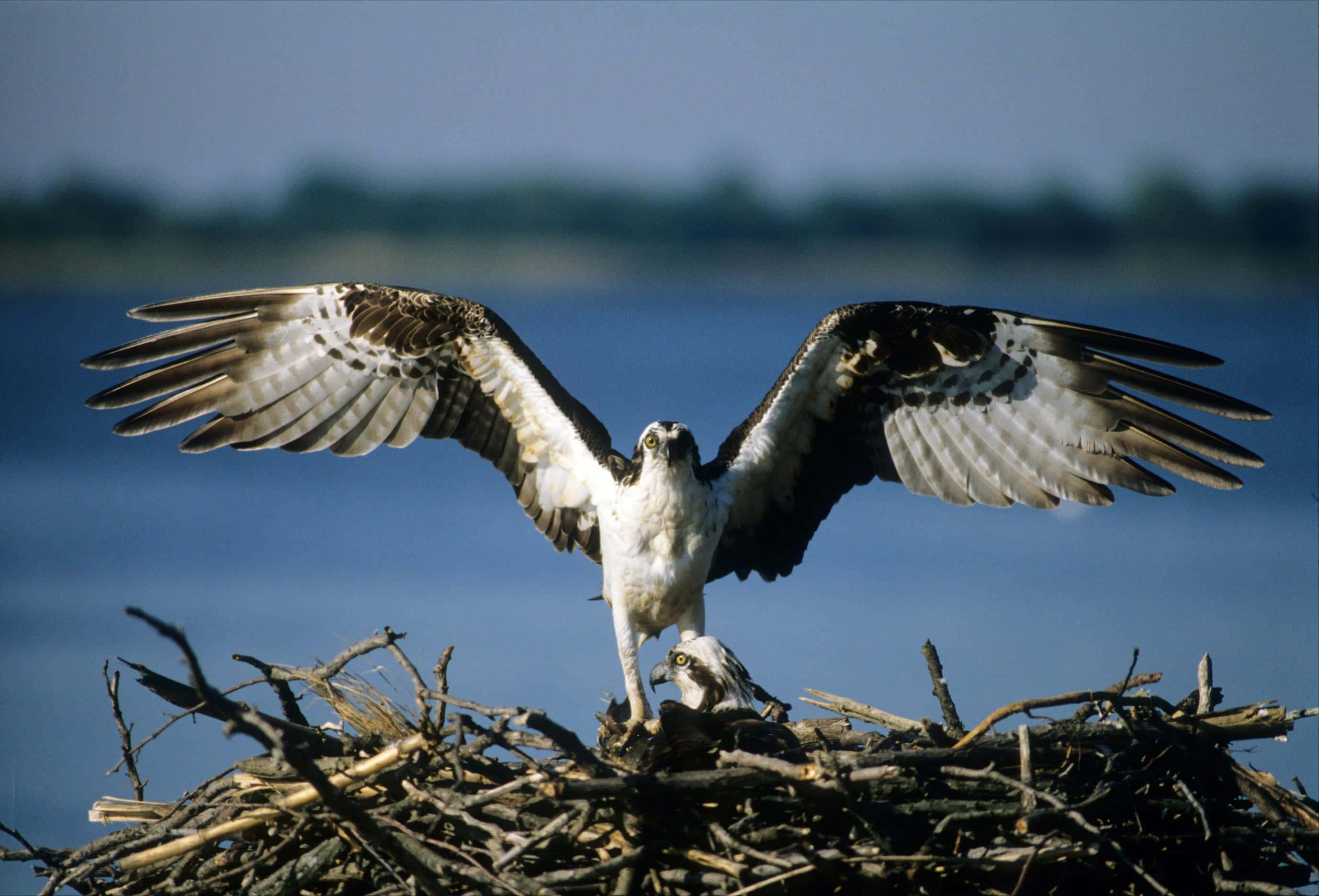 Osprey 桌布 壁紙 — 魚鷹在樹枝巢上展開雙翅，旁邊是平靜的藍色水域，遠方海岸線模糊。