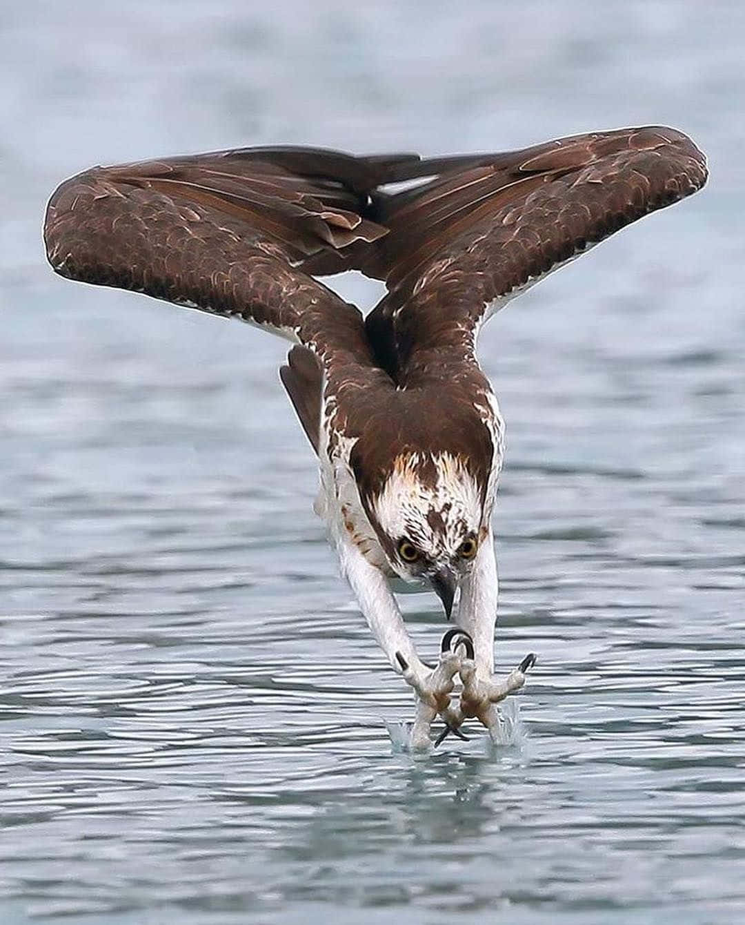 Osprey 桌布 壁紙 — 魚鷹展開翅膀，爪子刺入水中捕魚。